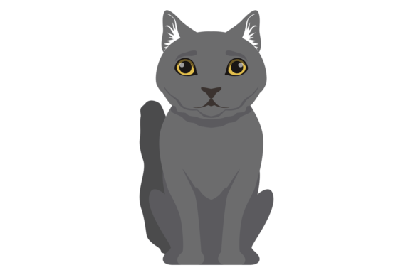 Gray Cat Sitting. British Shorthair Bree Review